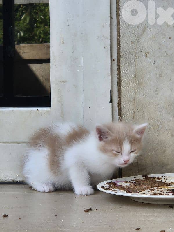 5 kittens free  near jesus and mary biada 1