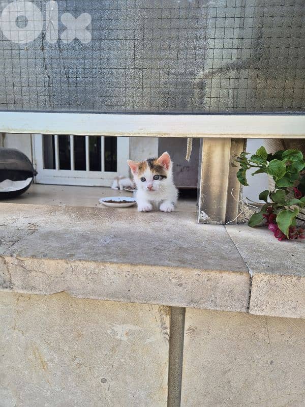 5 kittens free  near jesus and mary biada 2