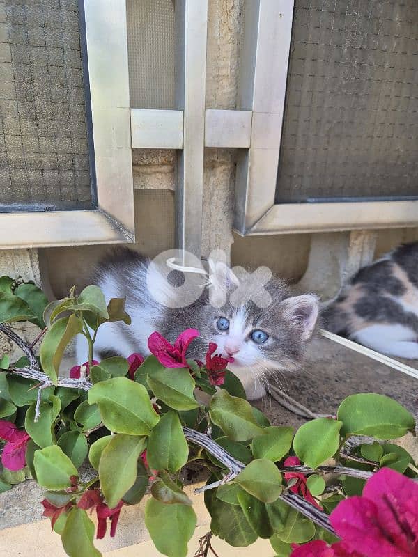 5 kittens free  near jesus and mary biada 3