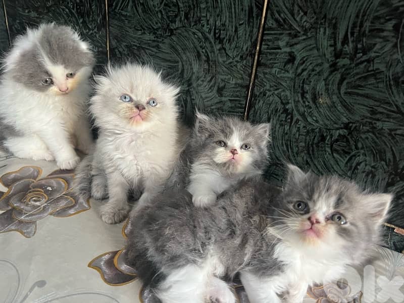 kitten 0
