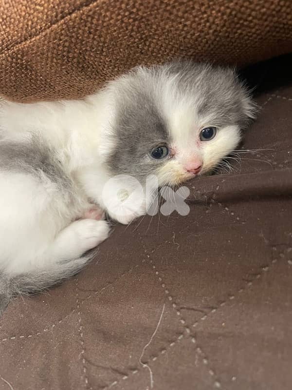 kitten 1