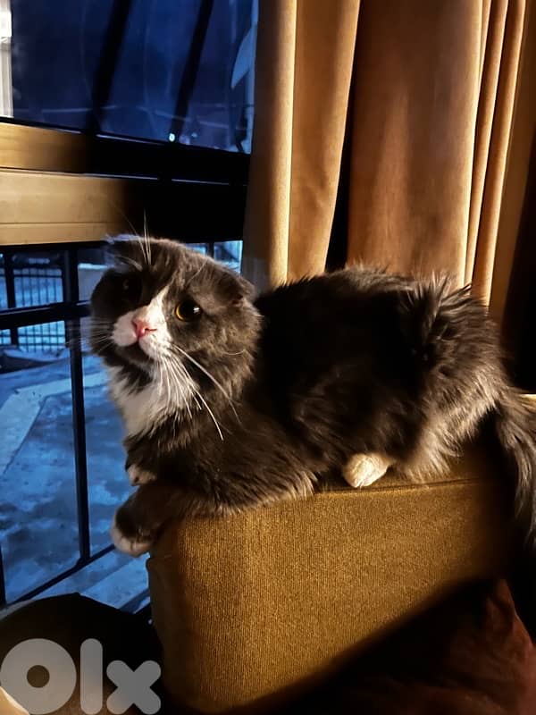 name:simba 0