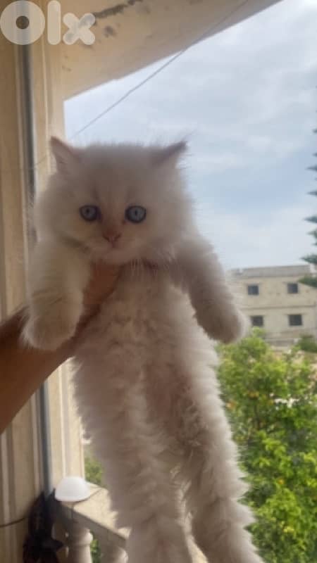 قطط للبيع 2