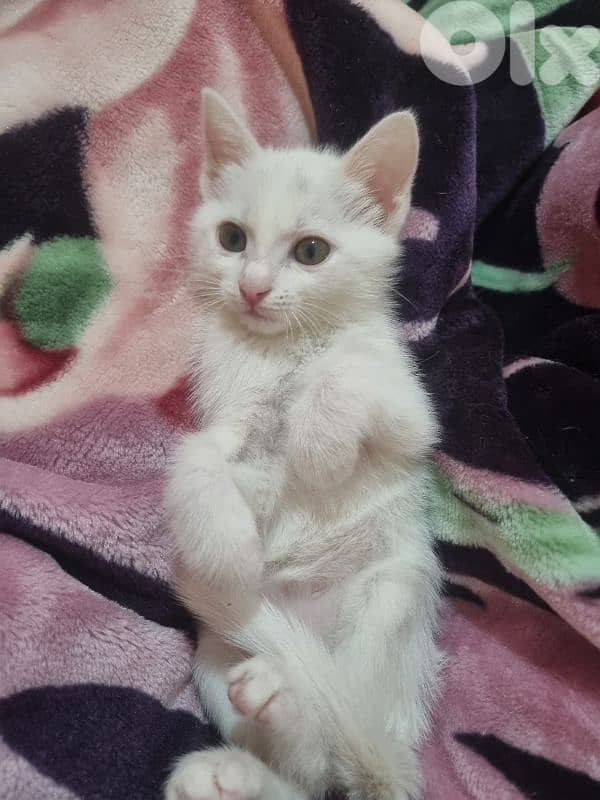 Cats for adoption قطط للتبني 0
