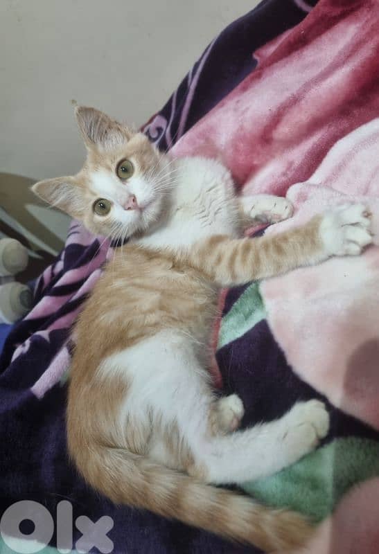 Cats for adoption قطط للتبني 2