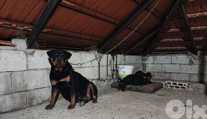Female Rottweiler 0