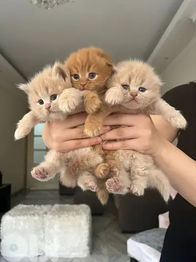 kittens for sale