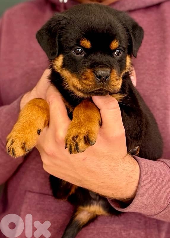 Rottweiler puppies available 0