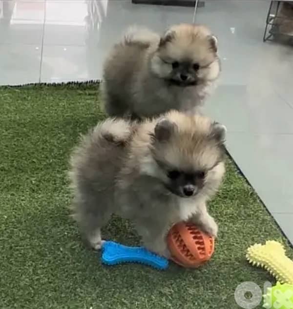 Pomeranian puppies available Imported - We Deliver 0