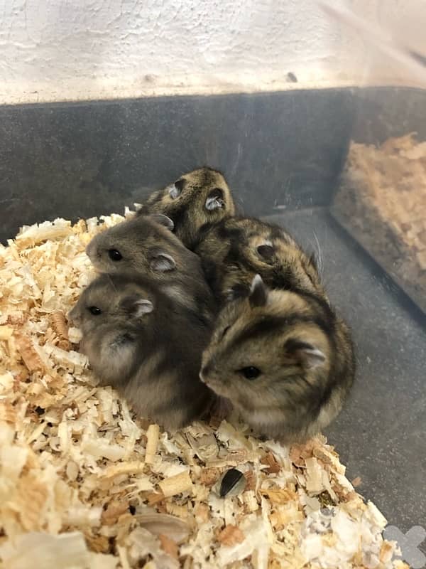 Russian Dwarf Hamsters and fancy mice for sale 0