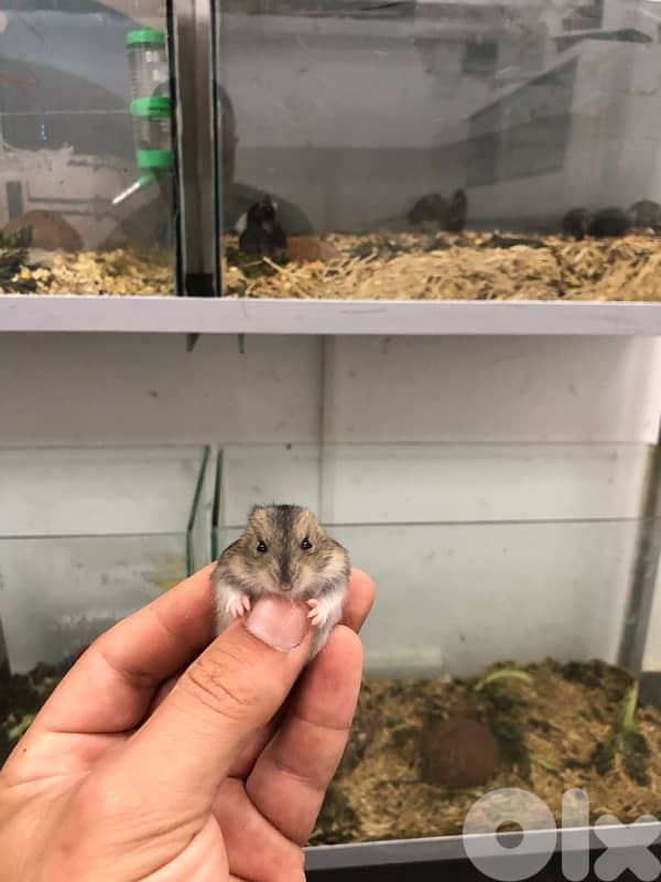 Russian Dwarf Hamsters and fancy mice for sale 1