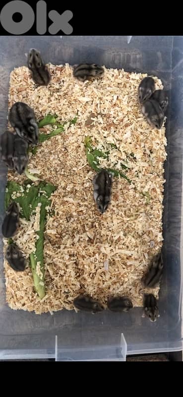 Russian Dwarf Hamsters and fancy mice for sale 2