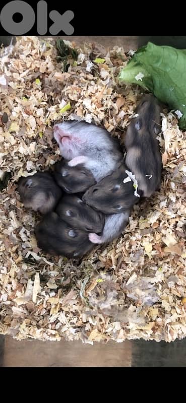 Russian Dwarf Hamsters and fancy mice for sale 3