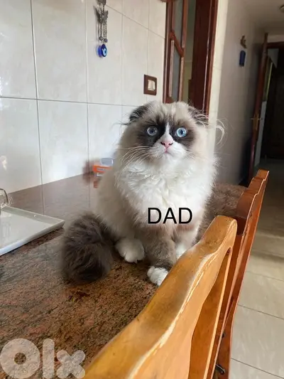 ragdoll scotish