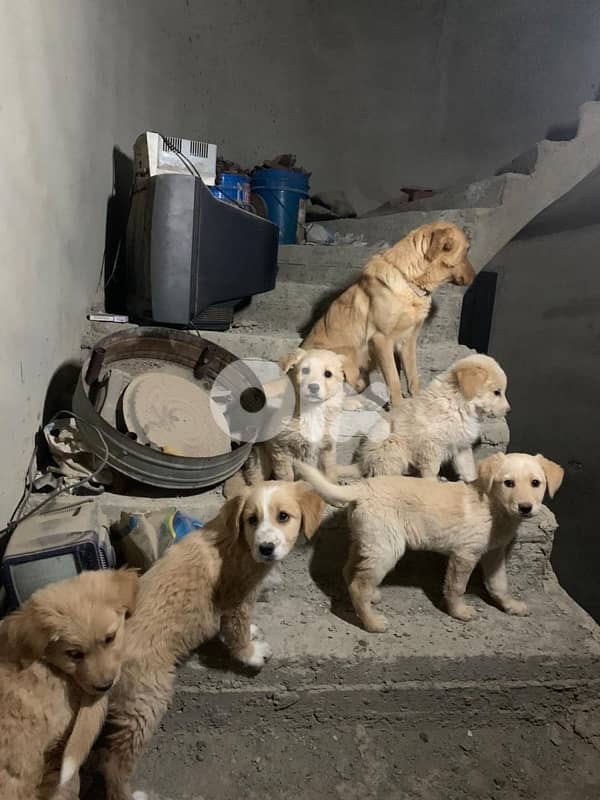 Golden mixed free puppies 0