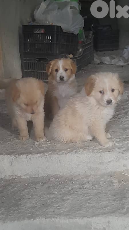 Golden mixed free puppies 1