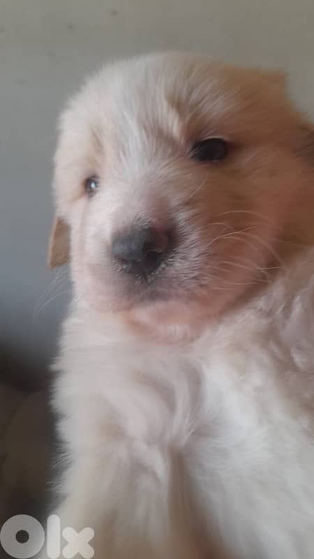 Golden mixed free puppies 2