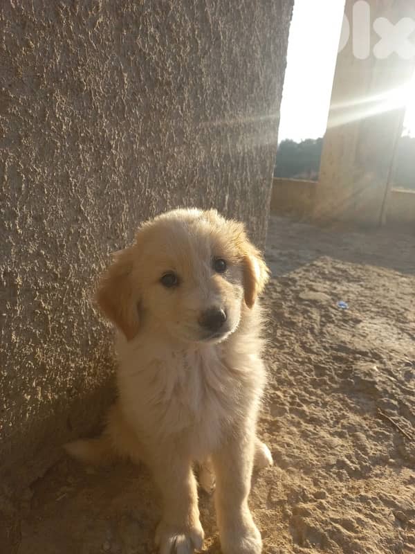 Golden mixed free puppies 4
