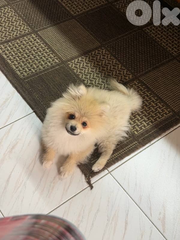 5 months old Pomeranian 2