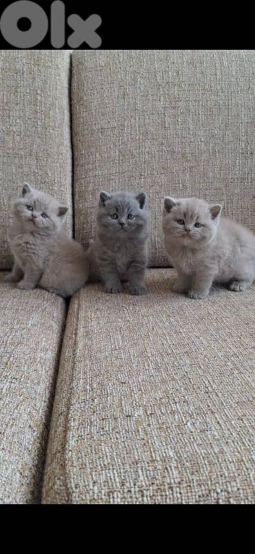 British shorthair & Scottish fold kittens for Sale 8