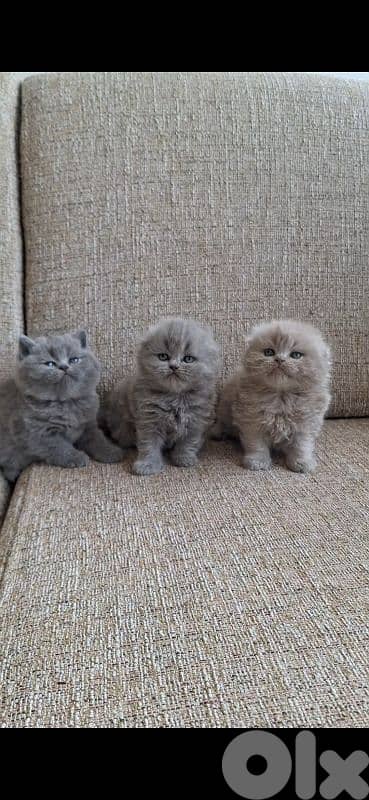 British shorthair & Scottish fold kittens for Sale 9