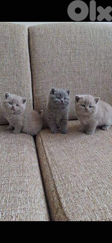 British shorthair & Scottish fold kittens for Sale 10