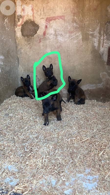 puppy for sell 0
