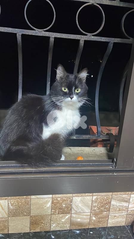 Friendly Young Tuxedo Cat for Adoption 2
