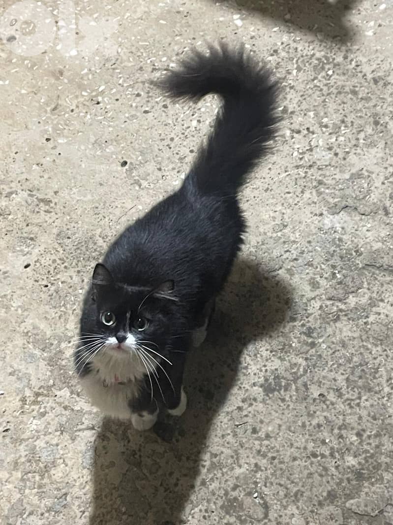 Friendly Young Tuxedo Cat for Adoption 3