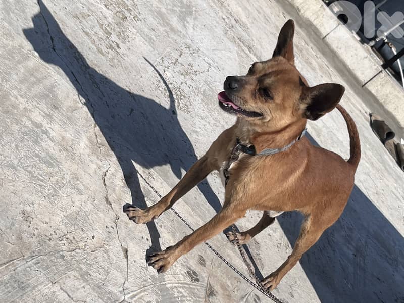 maale and female Chihuahua 0