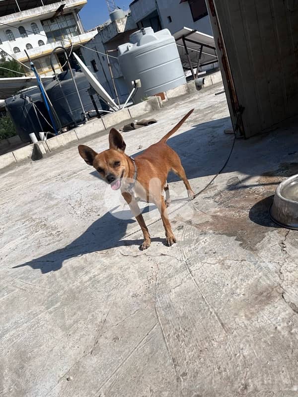 maale and female Chihuahua 1