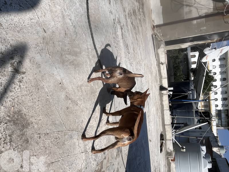 maale and female Chihuahua 2