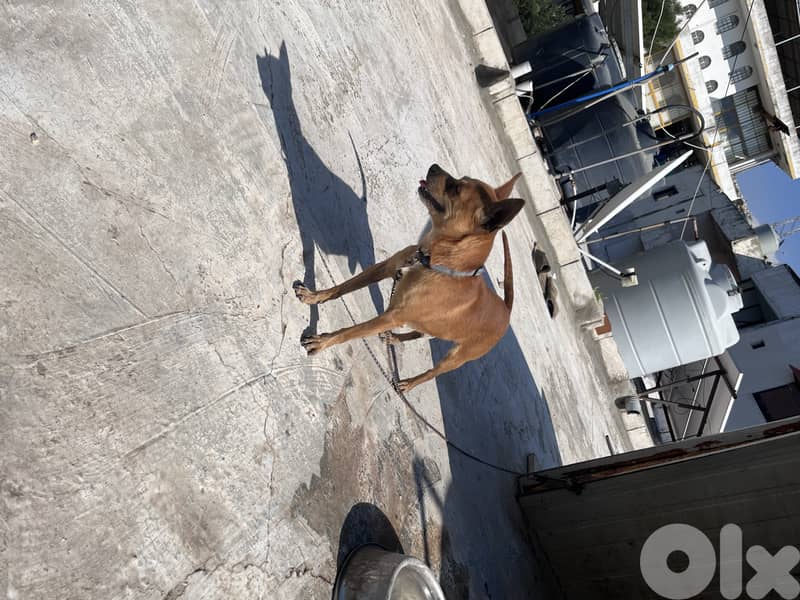 maale and female Chihuahua 5