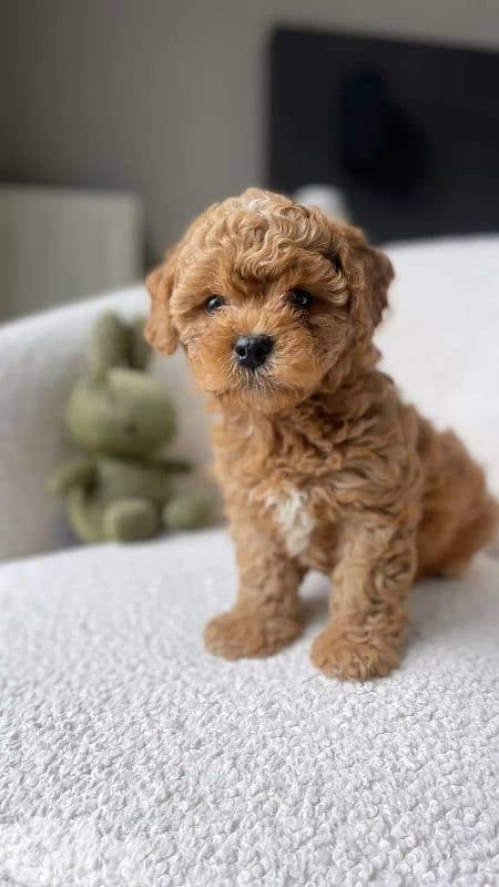 Toy Poodle puppies available Imported high quality delivery 0