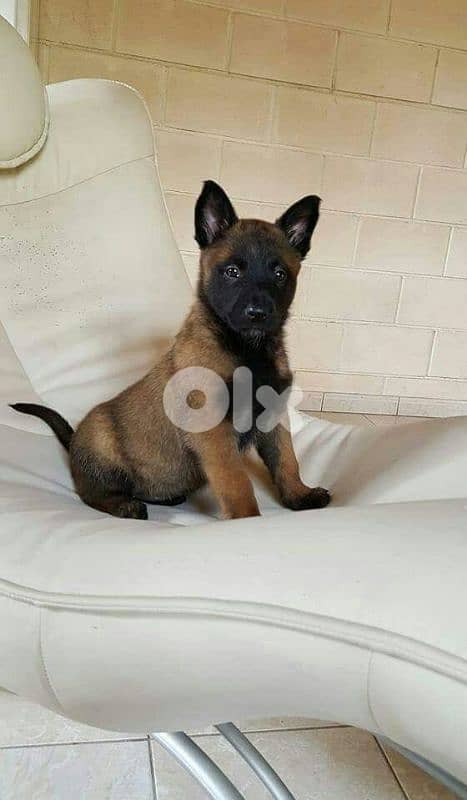 Belgian Malinois Puppies Super High Quality in store 0