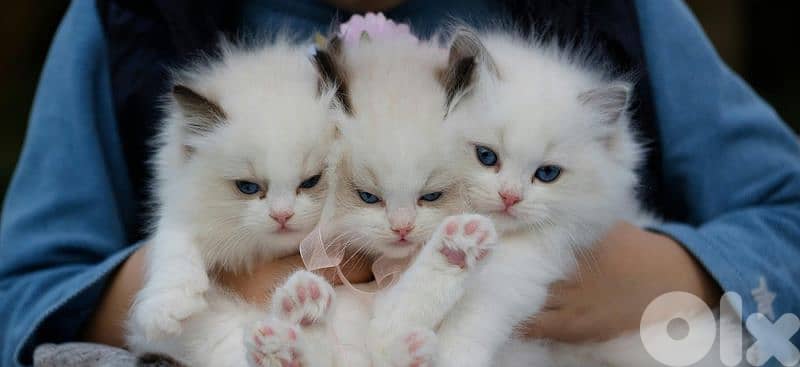 ragdoll 0