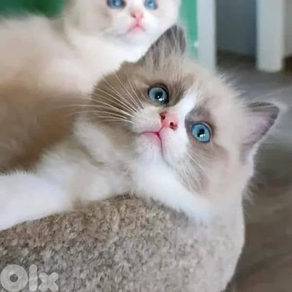 ragdoll 1