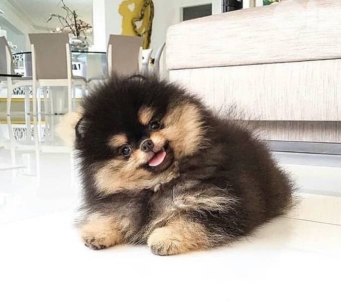 Pomeranian puppies imported 0