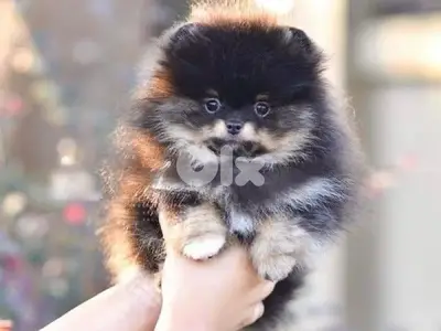 Small Pomeranian puppy available in store + Delivery
