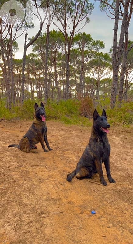 Pure and Rare Deutch Male Malinois 0