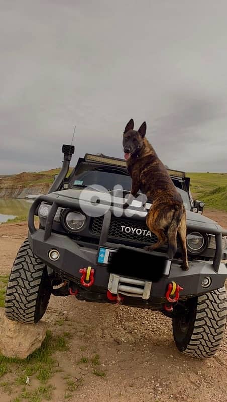 Pure and Rare Deutch Male Malinois 1
