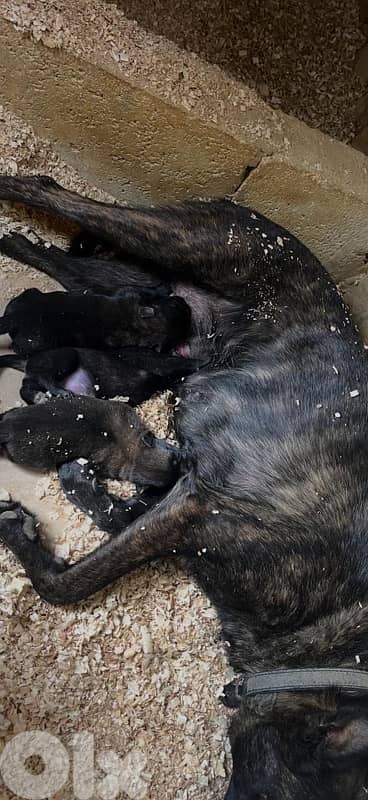 Pure and Rare Deutch Male Malinois 2