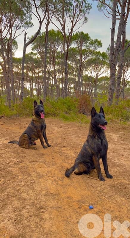 Pure German Bloodline Belgian Malinois Puppies 3