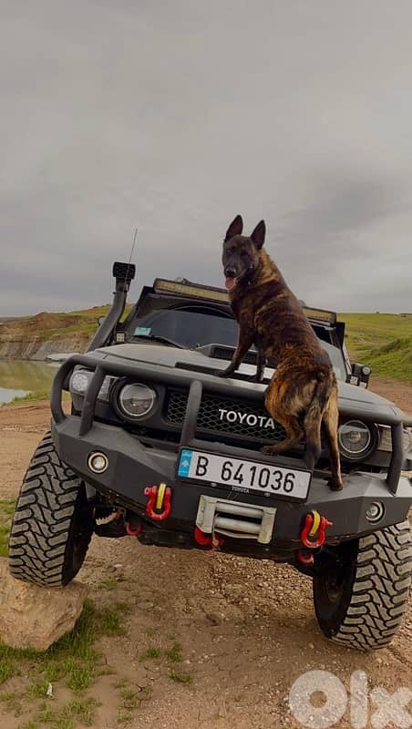 Pure German Bloodline Belgian Malinois Puppies 4