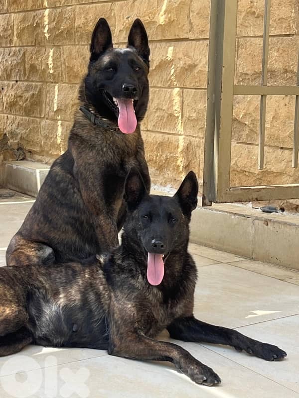 Pure German Bloodline Belgian Malinois Puppies 1