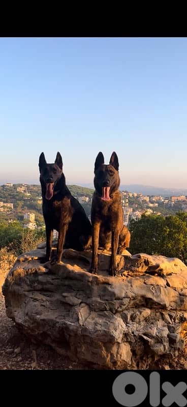 Pure German Bloodline Belgian Malinois Puppies 5