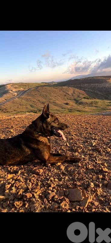 Pure German Bloodline Belgian Malinois Puppies 6