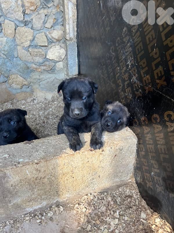 Pure German Bloodline Belgian Malinois Puppies 9