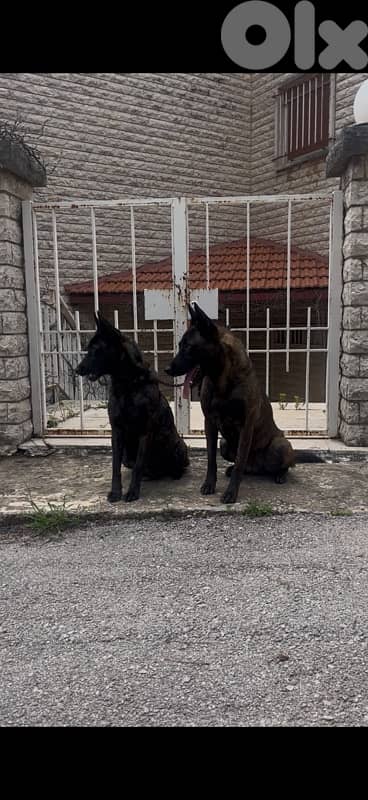 Pure German Bloodline Belgian Malinois Puppies 10