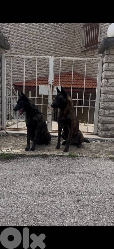 Pure German Bloodline Belgian Malinois Puppies 11